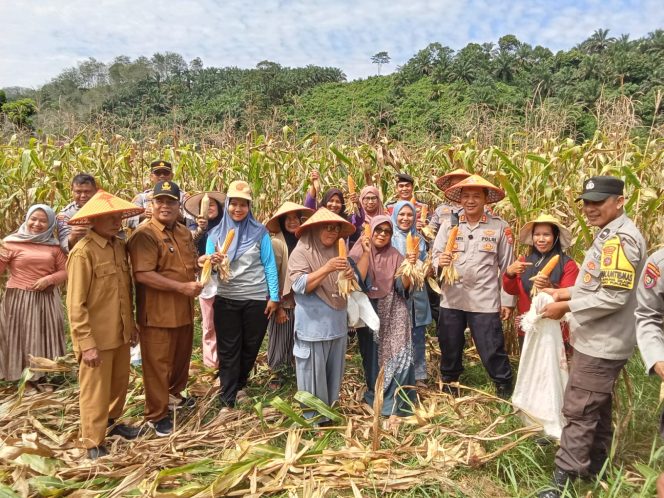 
					Panen Jagung di Nagari Gunung Selasih: Langkah Nyata Menuju Swasembada Pangan Nasional