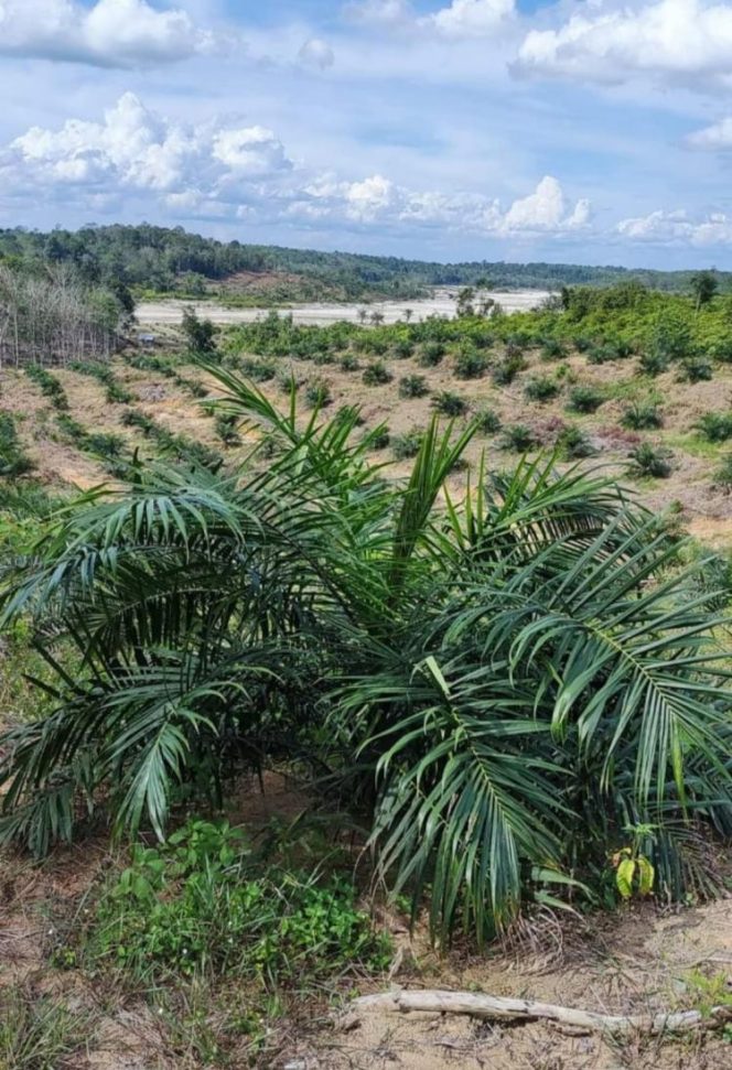 
					Masyarakat Nagari Lubuk Besar dan Alahan Nan Tigo Tuntut PT TKA Segera Realisasikan Kebun Plasma Petani