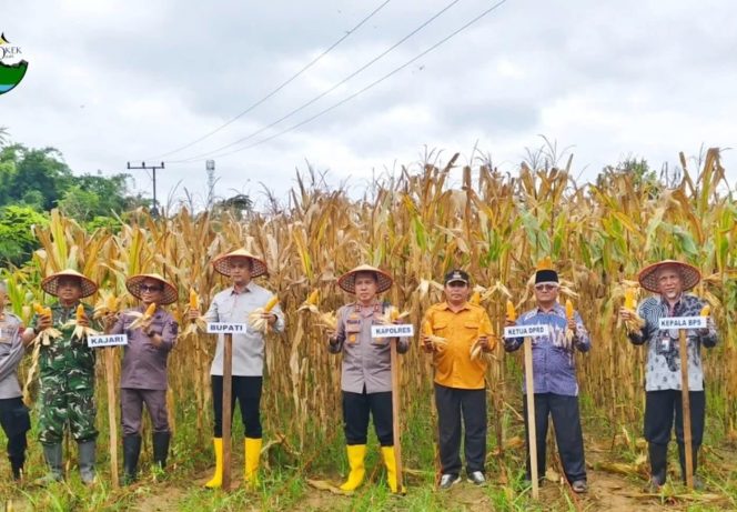 
					Di Tengah Hektar Ladang Jagung, Kapolres Sijunjung Menjaga Masa Depan Pangan Negeri